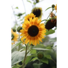 Цветы в коробке Горшечное растение сезонный