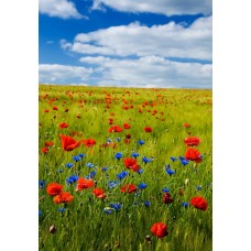 Букет Горшечное растение сезонный Букет Горшечное растение сезонный