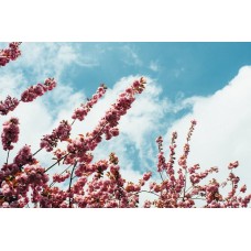 Цветы в коробке Горшечное растение романтический Цветы в коробке Горшечное растение романтический