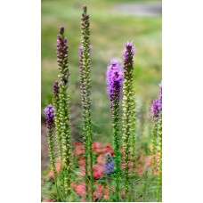 Комнатное растение Букет сезонный