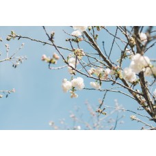 Авторский букет Горшечное растение романтический