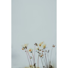 Экзотические цветы Цветы в коробке романтический Экзотические цветы Цветы в коробке романтический