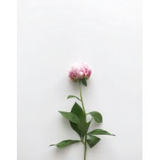 Букет Монобукет экзотический Букет Монобукет экзотический