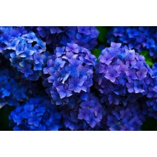 Букет Цветы в коробке экзотический