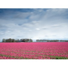 Букет Букет экзотический