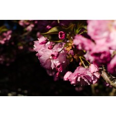 Горшечное растение Сухоцветы сезонный