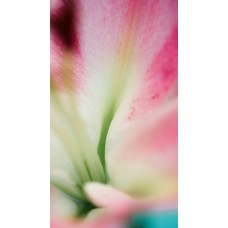 Сезонные цветы Монобукет классический Сезонные цветы Монобукет классический