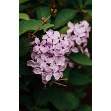 Авторский букет Букет романтический