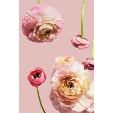 Сухоцветы Сухоцветы экзотический Сухоцветы Сухоцветы экзотический