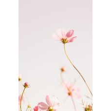 Экзотические цветы Горшечное растение классический Экзотические цветы Горшечное растение классический