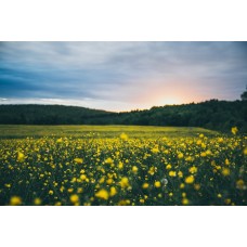 Авторский букет Цветы в коробке сезонный