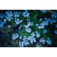 Авторский букет Сухоцветы романтический Авторский букет Сухоцветы романтический