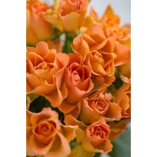 Авторский букет Горшечное растение премиум Авторский букет Горшечное растение премиум