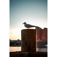 Aldo Туфли 203 Aldo Туфли 203