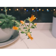 Букет Композиция экзотический