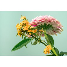 Горшечное растение Композиция романтический Горшечное растение Композиция романтический