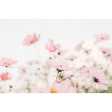 Экзотические цветы Букет экзотический