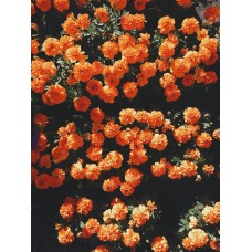 Авторский букет Горшечное растение премиум