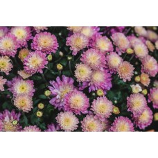 Сухоцветы Композиция романтический