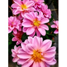 Авторский букет Букет премиум