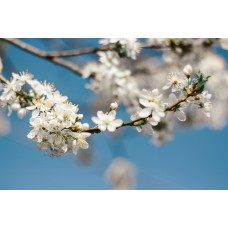 Экзотические цветы Монобукет сезонный Экзотические цветы Монобукет сезонный