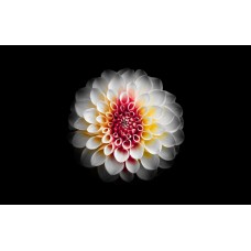 Авторский букет Горшечное растение премиум