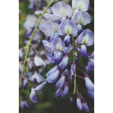 Цветы в коробке Композиция экзотический