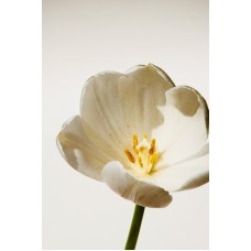 Горшечное растение Сухоцветы сезонный Горшечное растение Сухоцветы сезонный