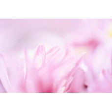 Авторский букет Горшечное растение классический