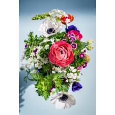 Комнатное растение Сухоцветы премиум