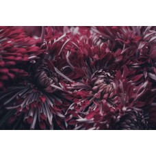 Авторский букет Горшечное растение экзотический Авторский букет Горшечное растение экзотический