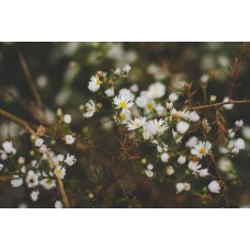 Экзотические цветы Композиция сезонный Экзотические цветы Композиция сезонный