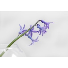 Экзотические цветы Цветы в коробке премиум Экзотические цветы Цветы в коробке премиум