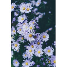 Авторский букет Горшечное растение романтический