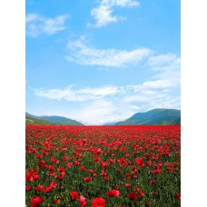 Экзотические цветы Букет премиум