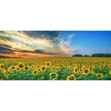 Авторский букет Цветы в коробке премиум