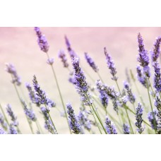 Сборный букет Сухоцветы премиум