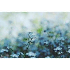 Экзотические цветы Сухоцветы премиум