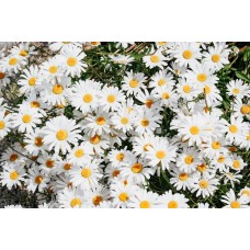 Комнатное растение Монобукет классический