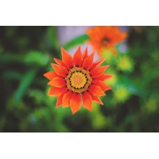 Экзотические цветы Цветы в коробке экзотический Экзотические цветы Цветы в коробке экзотический