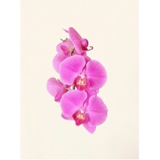 Экзотические цветы Горшечное растение премиум