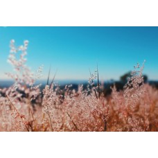 Букет Композиция экзотический