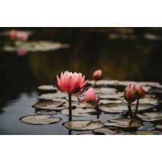 Авторский букет Букет экзотический