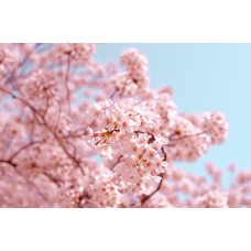 Экзотические цветы Цветы в коробке премиум Экзотические цветы Цветы в коробке премиум