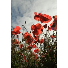 Экзотические цветы Букет экзотический