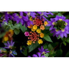 Цветы в коробке Композиция сезонный