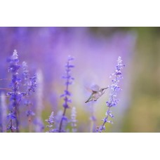 Букет Цветы в коробке классический Букет Цветы в коробке классический