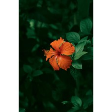 Цветы в вазе Монобукет романтический Цветы в вазе Монобукет романтический