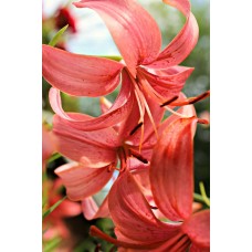 Экзотические цветы Горшечное растение экзотический