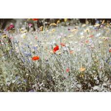 Экзотические цветы Букет премиум